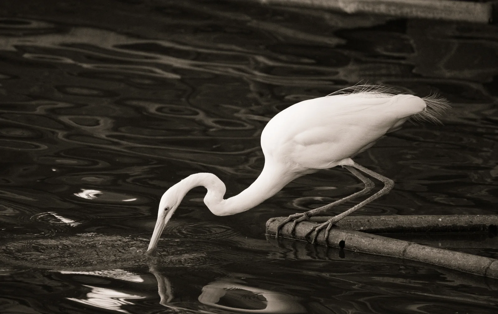 nature photography by JRMGraphy